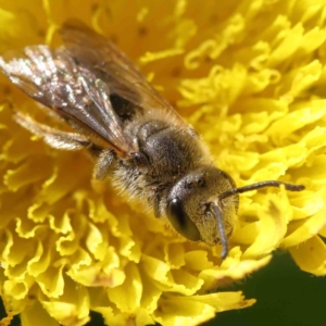 Lasioglossum (Chilalictus) lanarium at O'Connor, ACT - 14 Sep 2023