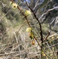 Acacia ulicifolia (Prickly Moses) at Majura, ACT - 20 Sep 2023 by waltraud