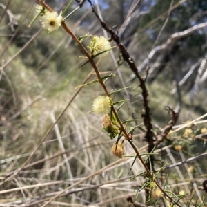 Acacia ulicifolia at Majura, ACT - 20 Sep 2023