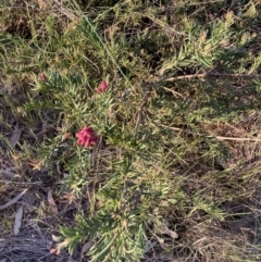 Grevillea (genus) (Grevillea) at Hackett, ACT - 21 Sep 2023 by waltraud