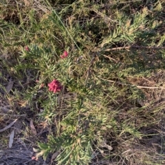 Grevillea sp. (Grevillea) at Hackett, ACT - 21 Sep 2023 by waltraud