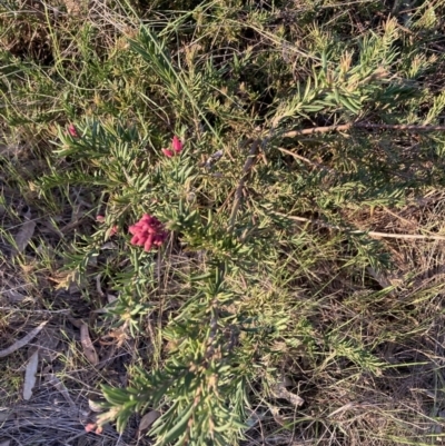 Grevillea (genus) (Grevillea) at Hackett, ACT - 21 Sep 2023 by waltraud