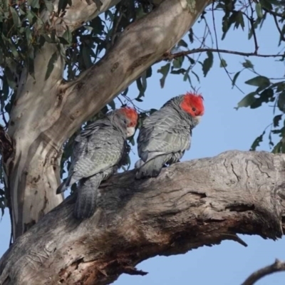 Callocephalon fimbriatum (Gang-gang Cockatoo) at Watson, ACT - 12 Sep 2023 by AniseStar