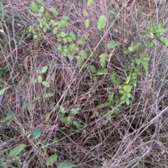 Lonicera japonica (Japanese Honeysuckle) at Hackett, ACT - 21 Sep 2023 by waltraud