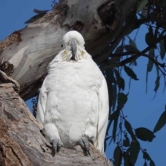 Cacatua galerita (Sulphur-crested Cockatoo) at Watson, ACT - 12 Sep 2023 by AniseStar