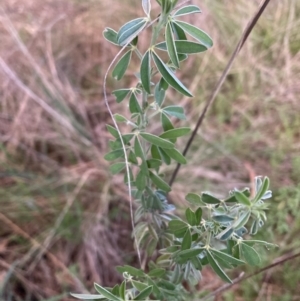 Chamaecytisus palmensis at Hackett, ACT - 21 Sep 2023