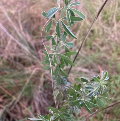 Chamaecytisus palmensis (Tagasaste, Tree Lucerne) at Hackett, ACT - 21 Sep 2023 by waltraud