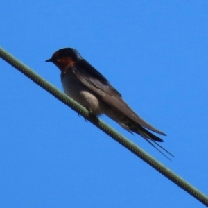 Hirundo neoxena at Watson, ACT - 1 Sep 2023