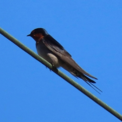 Hirundo neoxena (Welcome Swallow) at Watson, ACT - 31 Aug 2023 by AniseStar