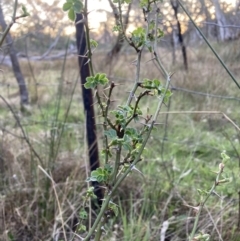 Rosa sp. (A Wild Rose) at Majura, ACT - 22 Sep 2023 by waltraud