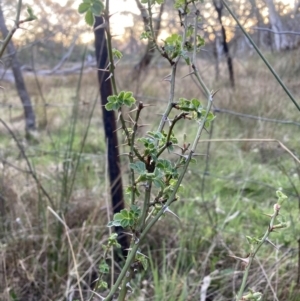 Rosa sp. at Majura, ACT - 22 Sep 2023 05:43 PM