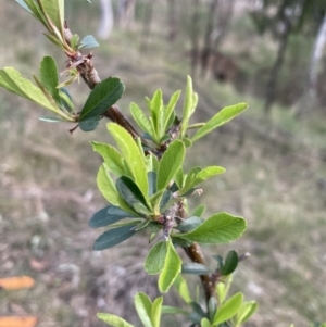 Pyracantha fortuneana at Majura, ACT - 22 Sep 2023 05:48 PM