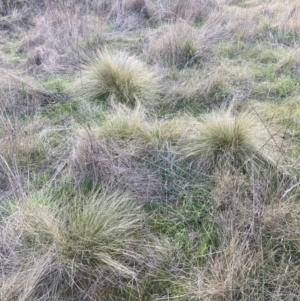 Nassella trichotoma at Majura, ACT - 23 Sep 2023