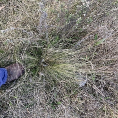 Nassella trichotoma (Serrated Tussock) at Majura, ACT - 23 Sep 2023 by waltraud