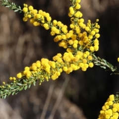 Acacia paradoxa (Kangaroo Thorn) at Killara, VIC - 16 Sep 2023 by KylieWaldon