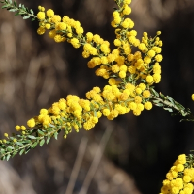 Acacia paradoxa (Kangaroo Thorn) at Killara, VIC - 16 Sep 2023 by KylieWaldon