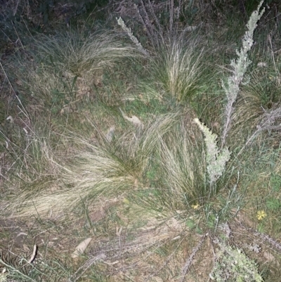 Nassella trichotoma (Serrated Tussock) at Majura, ACT - 23 Sep 2023 by waltraud