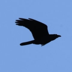 Corvus coronoides (Australian Raven) at Killara, VIC - 17 Sep 2023 by KylieWaldon