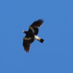 Gymnorhina tibicen (Australian Magpie) at Killara, VIC - 16 Sep 2023 by KylieWaldon