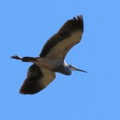 Egretta novaehollandiae (White-faced Heron) at Killara, VIC - 16 Sep 2023 by KylieWaldon