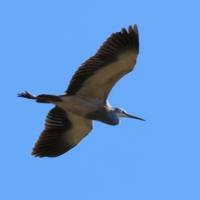Egretta novaehollandiae (White-faced Heron) at Killara, VIC - 17 Sep 2023 by KylieWaldon