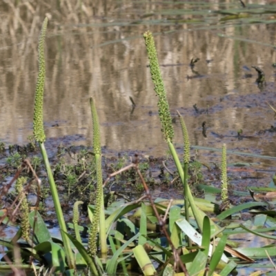 Cycnogeton procerum (Nareli, Swamp Arrowgrass) at Killara, VIC - 17 Sep 2023 by KylieWaldon