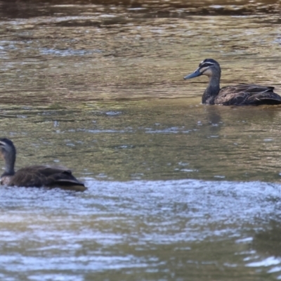 Anas superciliosa (Pacific Black Duck) at Killara, VIC - 17 Sep 2023 by KylieWaldon