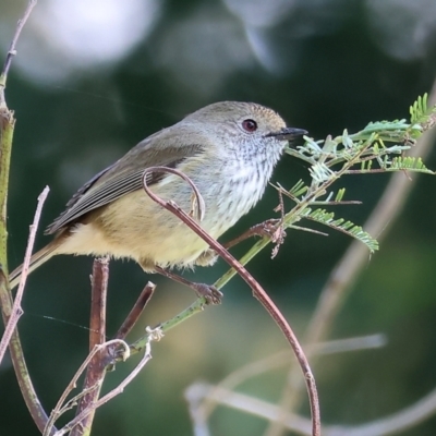 Acanthiza pusilla (Brown Thornbill) at Killara, VIC - 16 Sep 2023 by KylieWaldon