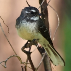 Rhipidura albiscapa (Grey Fantail) at Killara, VIC - 16 Sep 2023 by KylieWaldon