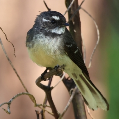 Rhipidura albiscapa (Grey Fantail) at Killara, VIC - 17 Sep 2023 by KylieWaldon
