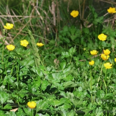 Ranunculus repens (Creeping Buttercup) at Killara, VIC - 16 Sep 2023 by KylieWaldon