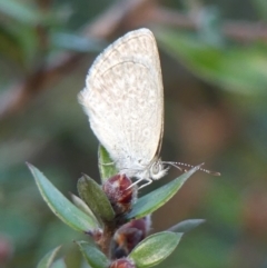 Zizina otis (Common Grass-Blue) at Braemar, NSW - 20 Sep 2023 by Curiosity