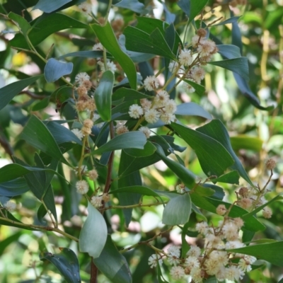 Acacia melanoxylon (Blackwood) at Killara, VIC - 16 Sep 2023 by KylieWaldon