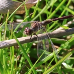 Diplacodes bipunctata (Wandering Percher) at Bandiana, VIC - 17 Sep 2023 by KylieWaldon