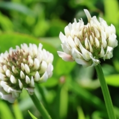 Trifolium repens (White Clover) at Killara, VIC - 17 Sep 2023 by KylieWaldon