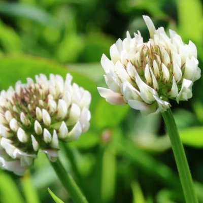 Trifolium repens (White Clover) at Killara, VIC - 16 Sep 2023 by KylieWaldon