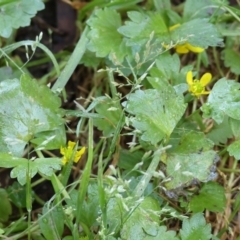 Ranunculus muricatus (Sharp Buttercup) at Bandiana, VIC - 16 Sep 2023 by KylieWaldon