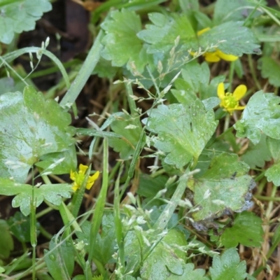 Ranunculus muricatus (Sharp Buttercup) at Bandiana, VIC - 16 Sep 2023 by KylieWaldon