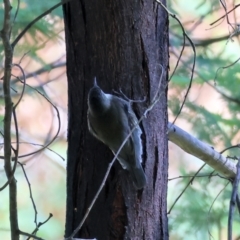 Cormobates leucophaea (White-throated Treecreeper) at Bandiana, VIC - 16 Sep 2023 by KylieWaldon