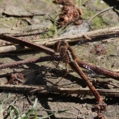 Diplacodes bipunctata (Wandering Percher) at Bandiana, VIC - 16 Sep 2023 by KylieWaldon