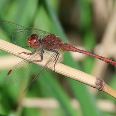 Diplacodes bipunctata (Wandering Percher) at Bandiana, VIC - 16 Sep 2023 by KylieWaldon