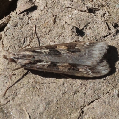 Nomophila corticalis (A Crambid moth (Spilomelinae) at Bandiana, VIC - 17 Sep 2023 by KylieWaldon