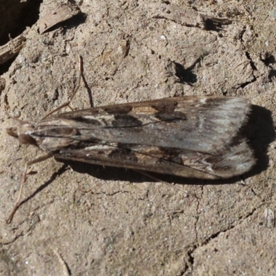 Unidentified Moth (Lepidoptera) at Bandiana, VIC - 17 Sep 2023 by KylieWaldon