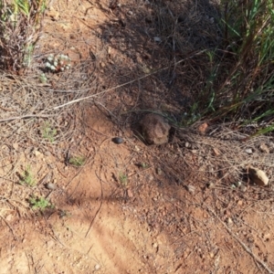 Poranthera microphylla at Majura, ACT - 22 Sep 2023