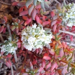 Poranthera microphylla at Majura, ACT - 22 Sep 2023