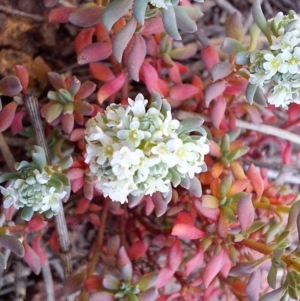 Poranthera microphylla at Majura, ACT - 22 Sep 2023