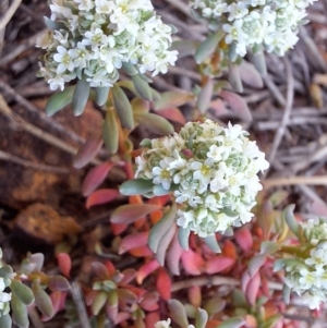 Poranthera microphylla at Majura, ACT - 22 Sep 2023