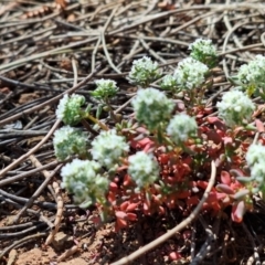 Poranthera microphylla at Majura, ACT - 22 Sep 2023