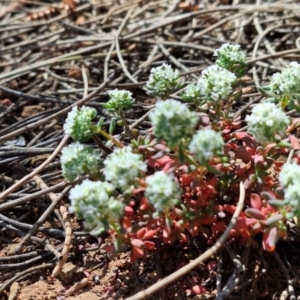 Poranthera microphylla at Majura, ACT - 22 Sep 2023 10:36 AM