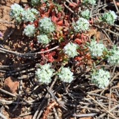 Poranthera microphylla at Majura, ACT - 22 Sep 2023 10:36 AM